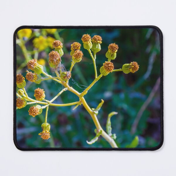 Item preview, Close-Up Of Yellow Wildflower Seed Heads And Buds With Spider Web On Green Background designed and sold by Nmallia.