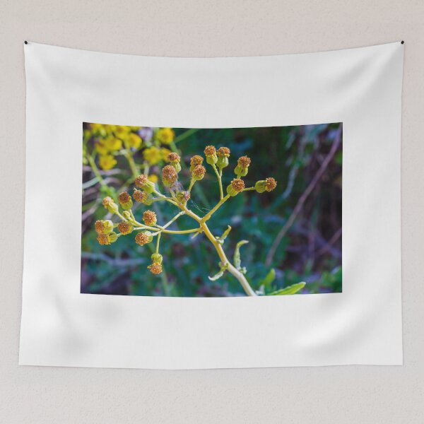 Item preview, Close-Up Of Yellow Wildflower Seed Heads And Buds With Spider Web On Green Background designed and sold by Nmallia.