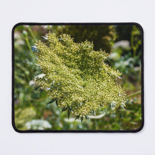 Item preview, Green Umbel Flower Head Close-Up In Meadow Plant Nature Wildflower Detail designed and sold by Nmallia.