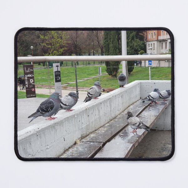 Item preview, Wet Pigeons designed and sold by 719Cr8ters.