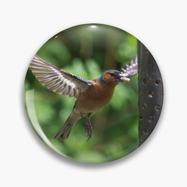Item preview, Eurasian chaffinch (Fringilla coelebs) feeding  designed and sold by Stephen Jarman.