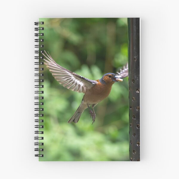 Item preview, Eurasian chaffinch (Fringilla coelebs) feeding  designed and sold by Stephen Jarman.