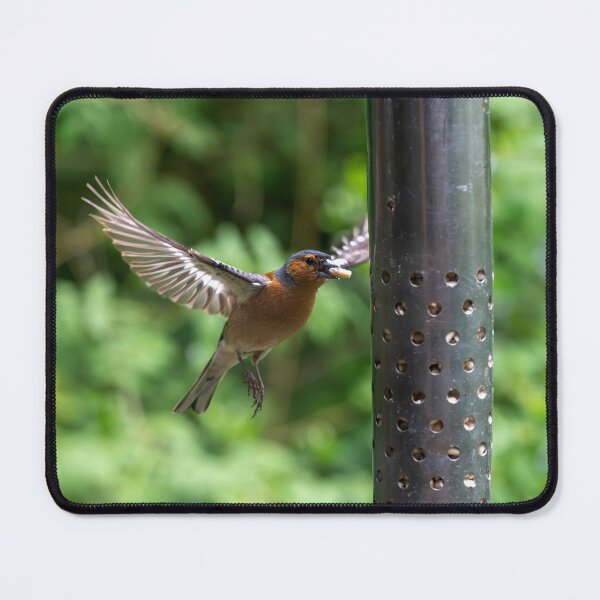 Item preview, Eurasian chaffinch (Fringilla coelebs) feeding designed and sold by Stephen Jarman.