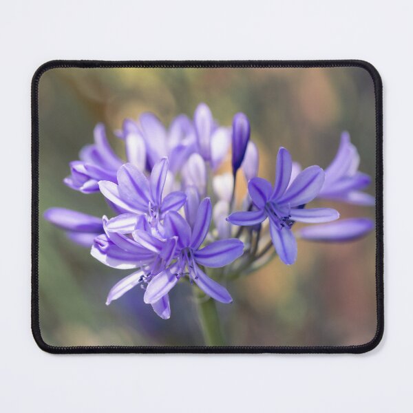 Item preview, Agapanthus African Lily designed and sold by Tanya C  Smith.