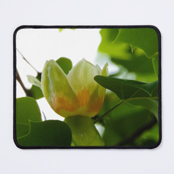Item preview, Tulip Tree Flower designed and sold by SquaresArt.