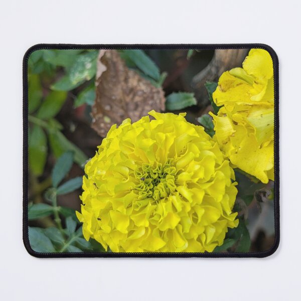 Item preview, Yellow Marigold designed and sold by MacroFlower.