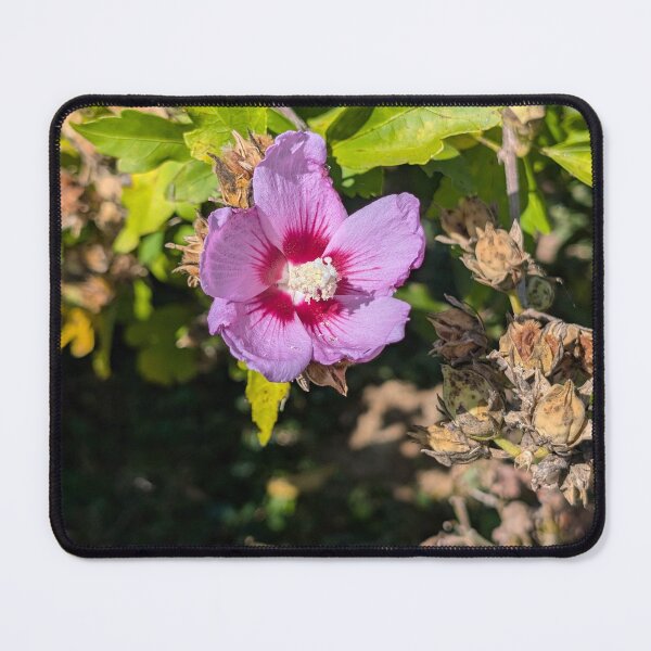 Item preview, Rose of Sharon designed and sold by MacroFlower.