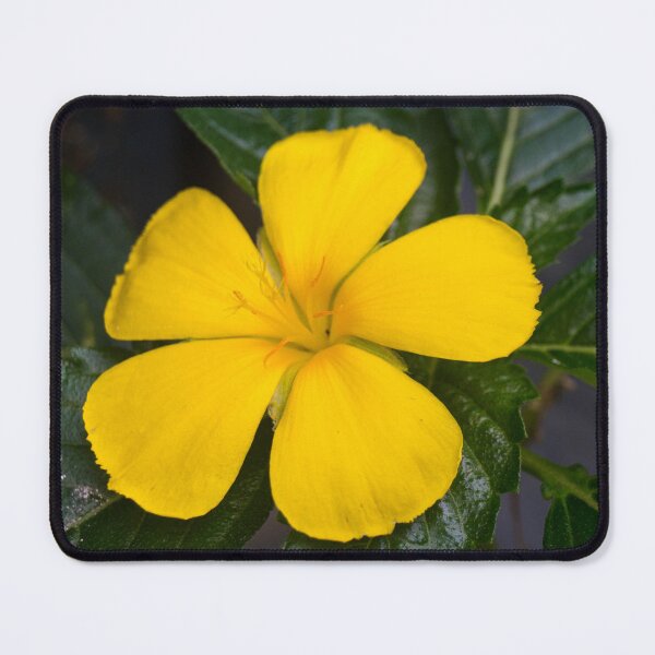 Item preview, Yellow Alder or Ramgoat Dashalong designed and sold by ROSE ANN BANILAR.