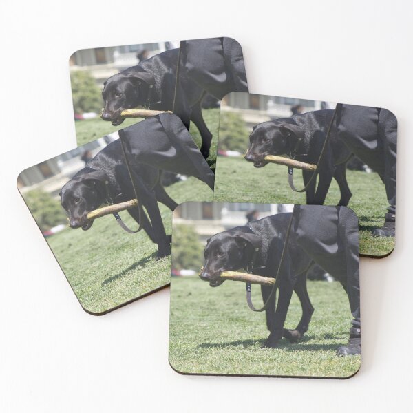 Item preview, ​Black Labrador retriever dog carrying a wooden stick in its mouth while walking on a leash in a park. designed and sold by By Sanata Photography.