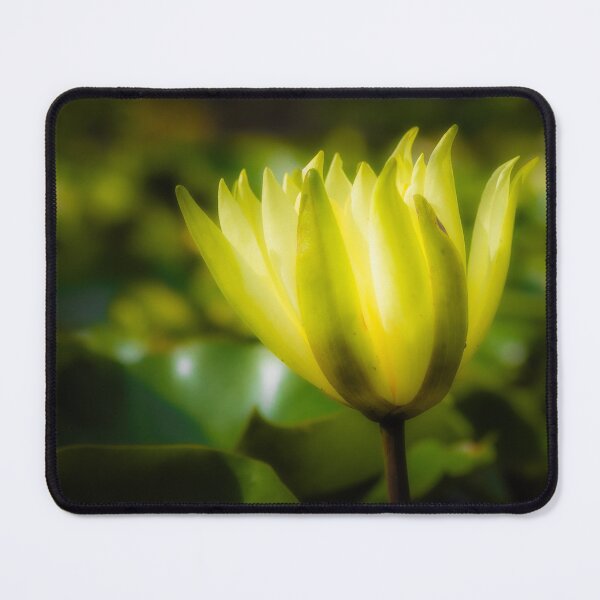 Item preview, Golden Water Lily in Stillness designed and sold by Twisted Light Images.