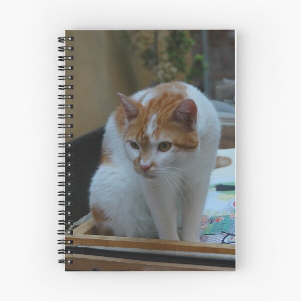 Item preview, Philosophy, Straight on, in the bath tub designed and sold by Nerone.