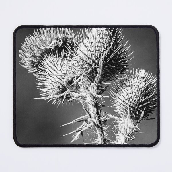 Item preview, Black and White Thorny Thistles Graphic designed and sold by Keltoi-art.