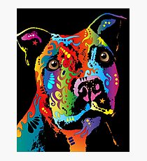 Staffordshire Bull Terrier Photographic Print