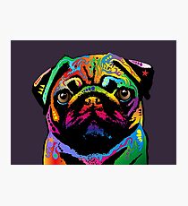 Pug Dog Photographic Print