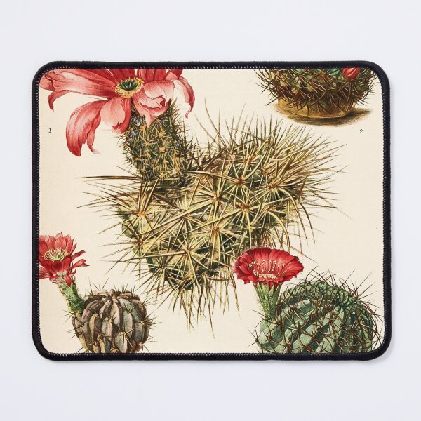 Item preview, The Cactaceae Vol. 3 1919 II designed and sold by Gilmour-Prints.
