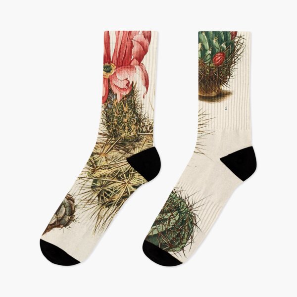Item preview, The Cactaceae Vol. 3 1919 II designed and sold by Gilmour-Prints.