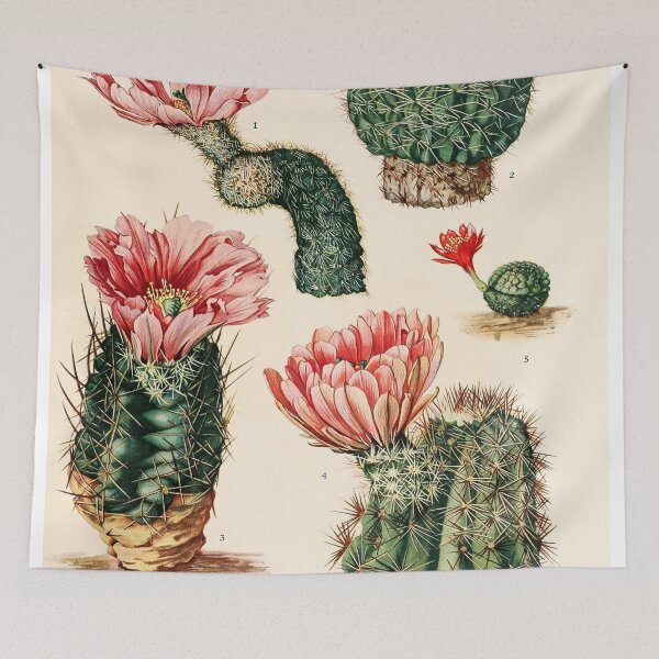 Item preview, The Cactaceae Vol. 3 1919 III designed and sold by Gilmour-Prints.