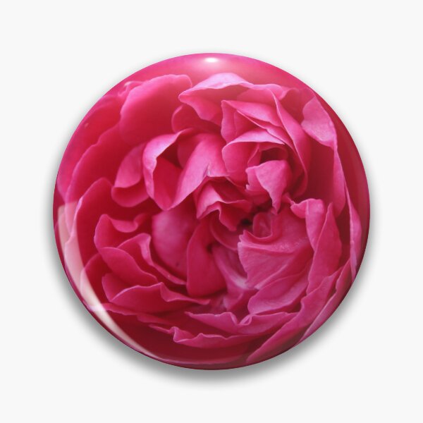 Item preview, Vibrant pink rose blossoming - Soft nature photography designed and sold by Cha-s-lens.