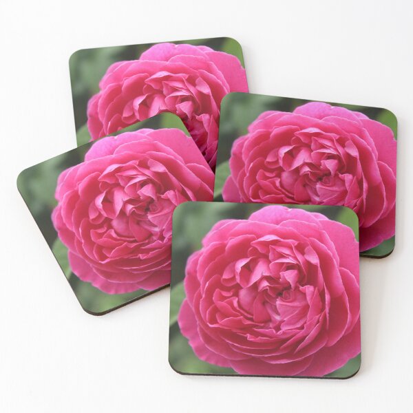 Item preview, Vibrant pink rose blossoming - Soft nature photography designed and sold by Cha-s-lens.