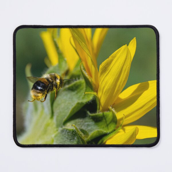 Item preview, Bee on a sunflower, covered in pollen designed and sold by kathleenjean.