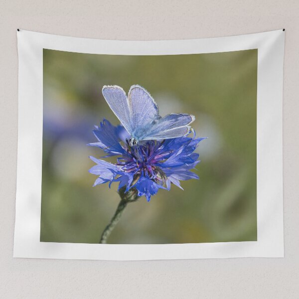 Item preview, common blue butterfly, on a blue flower designed and sold by kathleenjean.