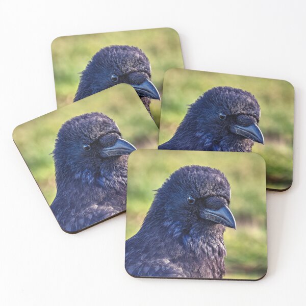 Item preview, The carrion crow designed and sold by Tom McPherson Photography.