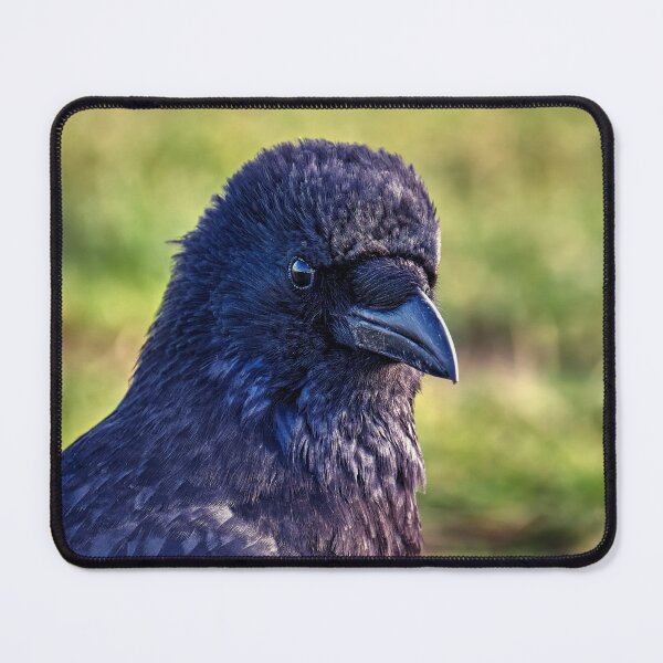 Item preview, The carrion crow designed and sold by Tom McPherson Photography.