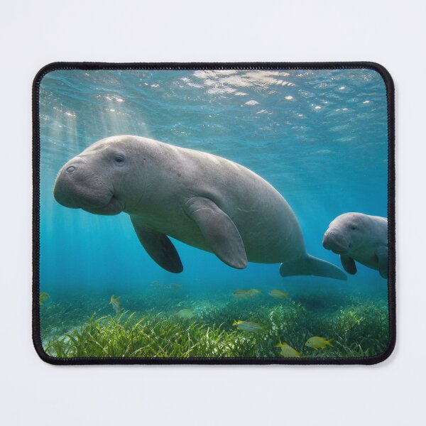 Item preview, Dugong Sea Cow Mother and Calf Ocean Wildlife Art designed and sold by SVox.