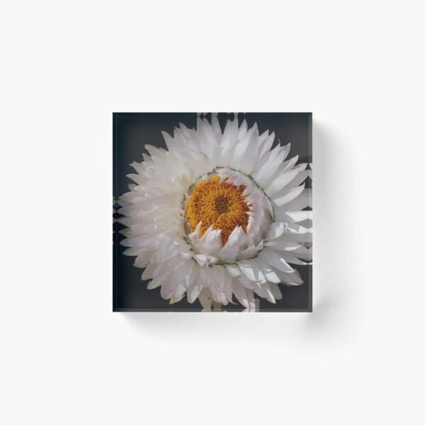 Item preview, Paper Daisy (2) designed and sold by Larry Davis.