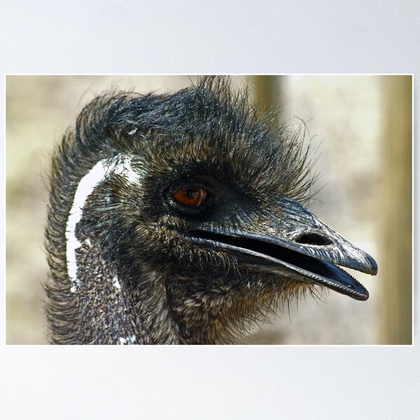Item preview, Emu designed and sold by feeee.