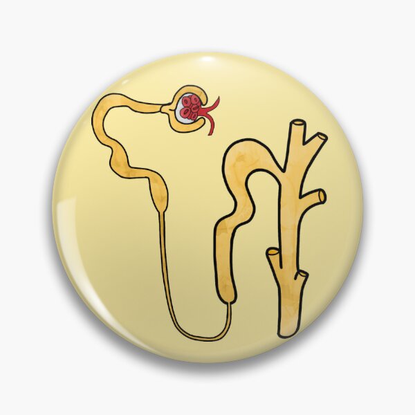 Item preview, Biology Notes Sticker 2025 - (Nephron) designed and sold by ClumsyPillbug.