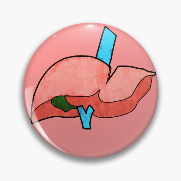 Item preview, Biology Notes Sticker 2025 - (Liver) designed and sold by ClumsyPillbug.