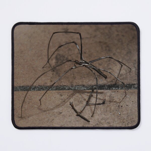 Item preview, Stick Insect, Australia 20251107 designed and sold by muz2142.