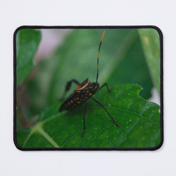 Item preview, Citron Bug designed and sold by ROSE ANN BANILAR.