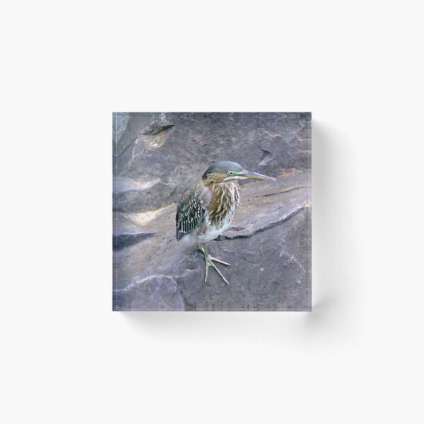 Item preview, Juvenile Green Heron designed and sold by gistinker.