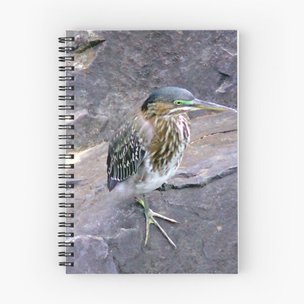 Item preview, Juvenile Green Heron designed and sold by gistinker.