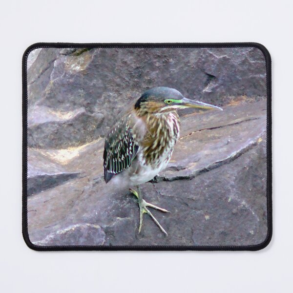 Item preview, Juvenile Green Heron designed and sold by gistinker.