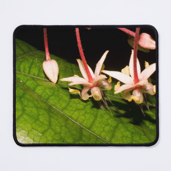 Item preview, cacao flowers designed and sold by ROSE ANN BANILAR.