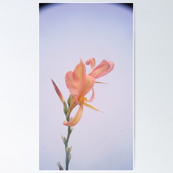 Item preview, apricot, peach, or salmon-colored Canna Lilies designed and sold by ROSE ANN BANILAR.