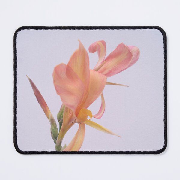 Item preview, apricot, peach, or salmon-colored Canna Lilies designed and sold by ROSE ANN BANILAR.