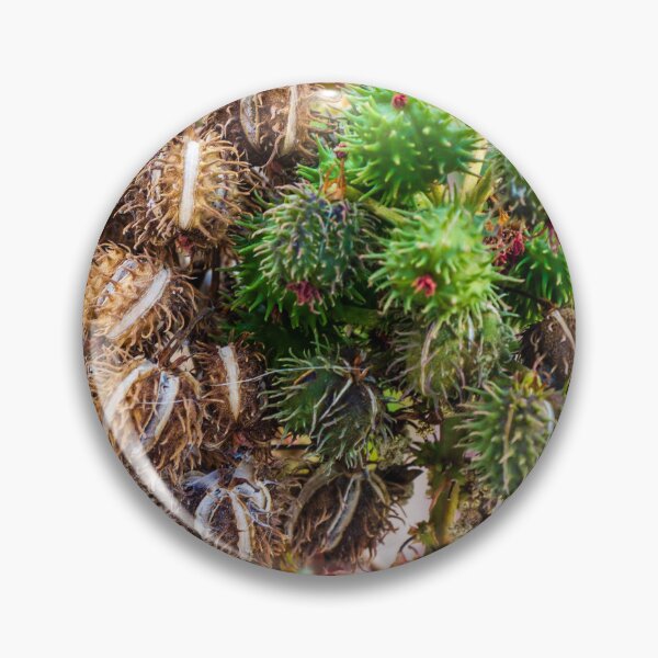 Item preview, Cluster Of Green And Dried Castor Bean Seed Pods On A Plant Macro Botanical Detail designed and sold by Nmallia.
