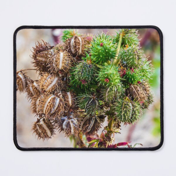 Item preview, Cluster Of Green And Dried Castor Bean Seed Pods On A Plant Macro Botanical Detail designed and sold by Nmallia.
