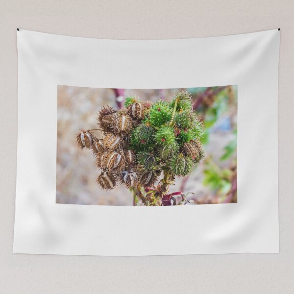 Item preview, Cluster Of Green And Dried Castor Bean Seed Pods On A Plant Macro Botanical Detail designed and sold by Nmallia.