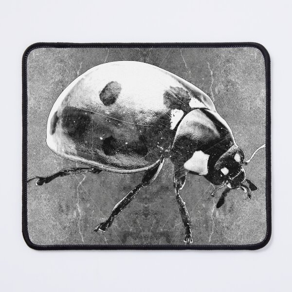 Item preview, Seven Spot Ladybug Beetle Macro Insect Specimen designed and sold by Ghoul Enterprises.