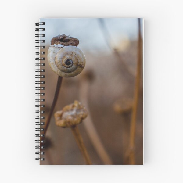 Item preview, Snail Shell on Dried Wildflower Stem With Spiral Detail in Soft Natural Light designed and sold by Nmallia.