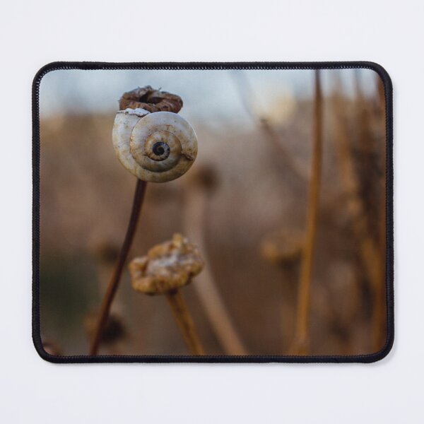 Item preview, Snail Shell on Dried Wildflower Stem With Spiral Detail in Soft Natural Light designed and sold by Nmallia.