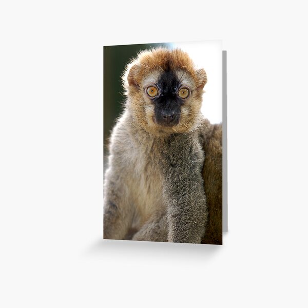 Lemur Look Greeting Card