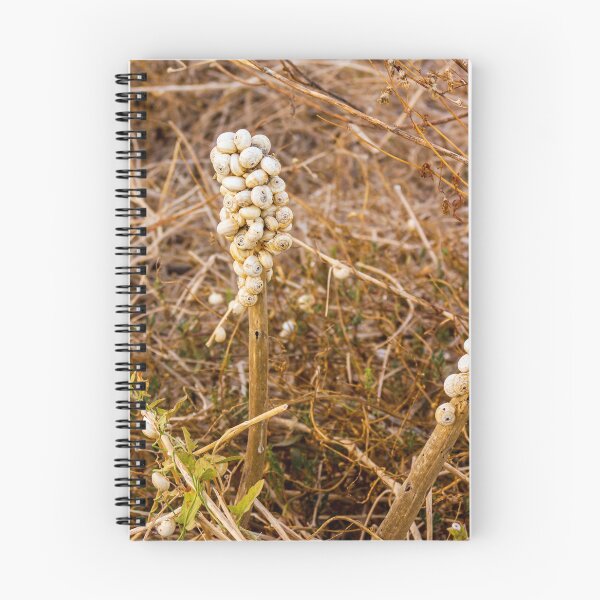 Item preview, Cluster of White Garden Snails on Dry Plant Stem Close-Up Macro Nature Texture designed and sold by Nmallia.