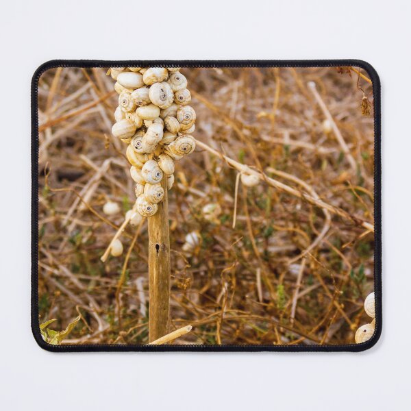 Item preview, Cluster of White Garden Snails on Dry Plant Stem Close-Up Macro Nature Texture designed and sold by Nmallia.