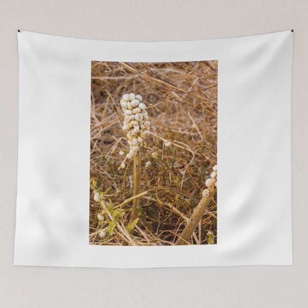 Item preview, Cluster of White Garden Snails on Dry Plant Stem Close-Up Macro Nature Texture designed and sold by Nmallia.